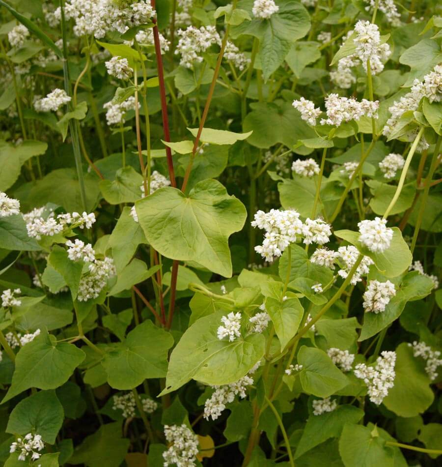 Buckwheat Cover Crop Seeds West Coast Seeds
