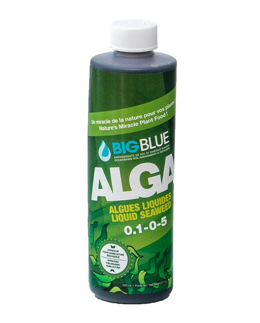 Big Blue Alga