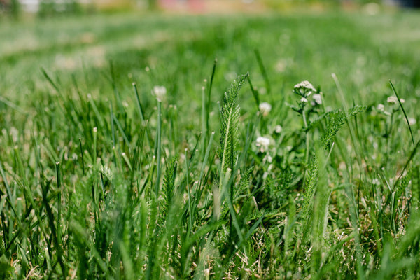 Growing Lawn Solutions in Residential Areas