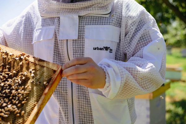 6 Steps for Beekeeping Success