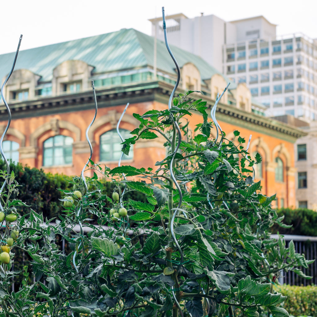 Grow Beautiful Food in the City – West Coast Seeds