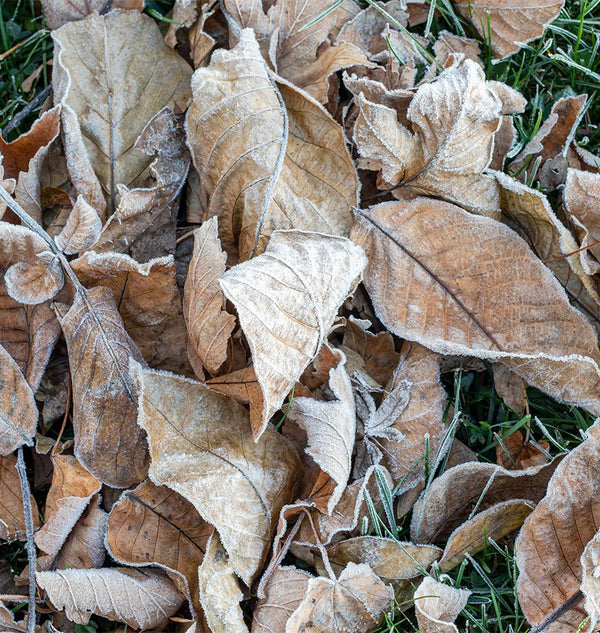Autumn Leaves: Nature's Annual Gift to Gardeners