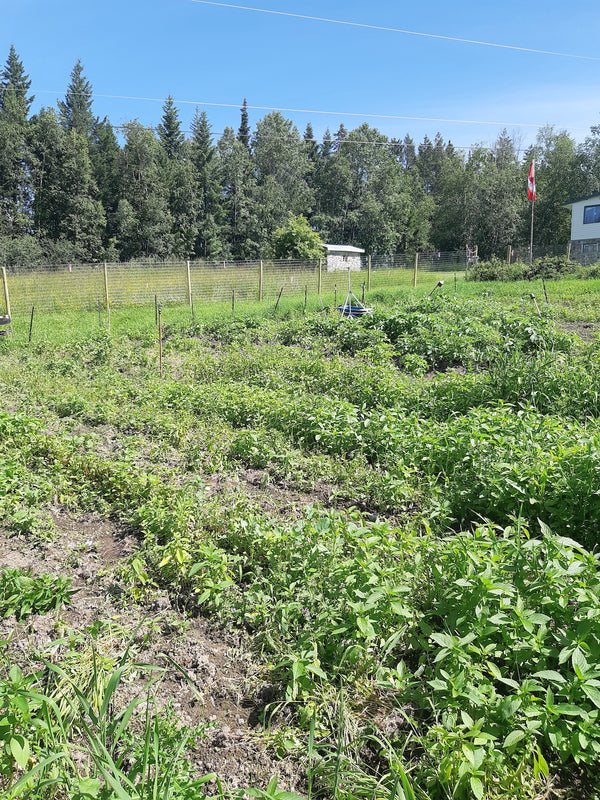 Wild Women of the North Society