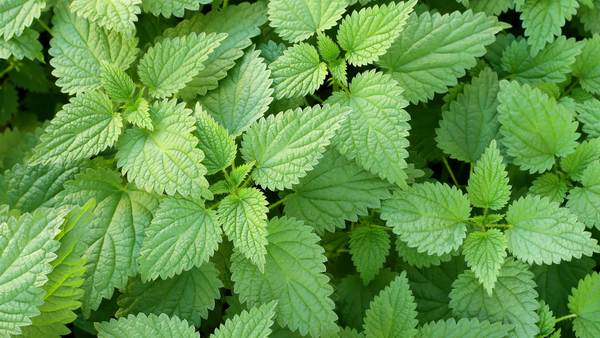 How to Grow Stinging Nettle