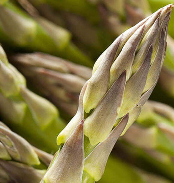 Asparagus