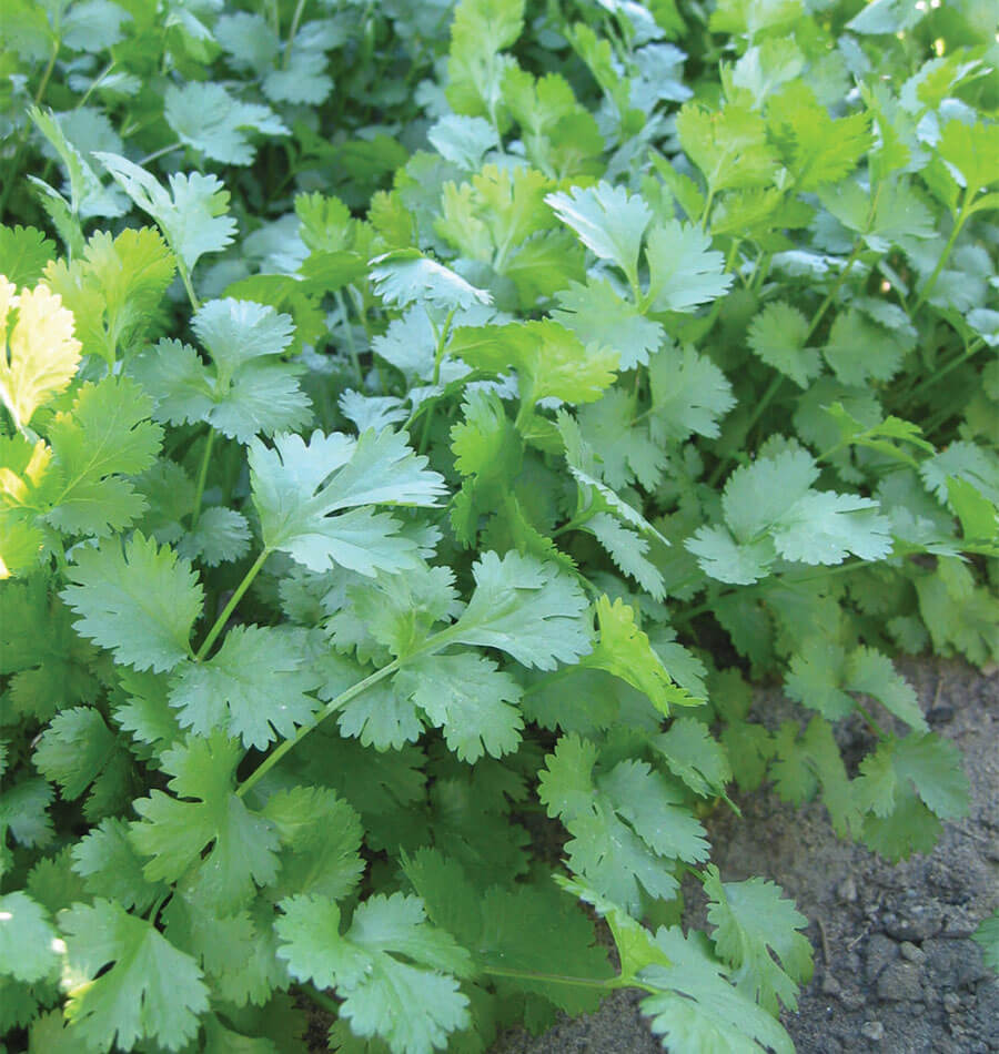 Wild Cilantro Plant