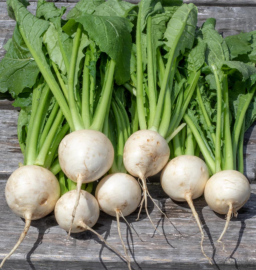 About Turnips West Coast Seeds