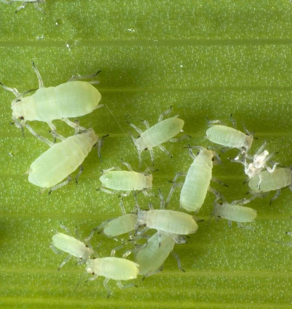Aphids