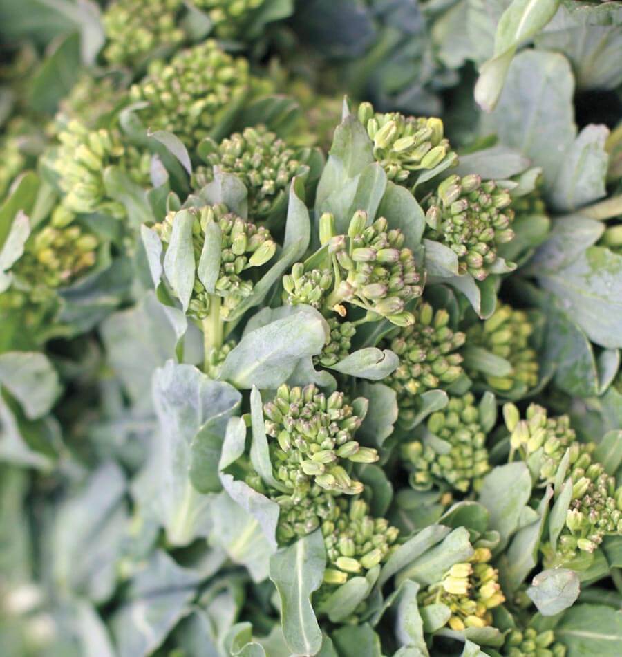 How to Grow Broccoli Raab – West Coast Seeds
