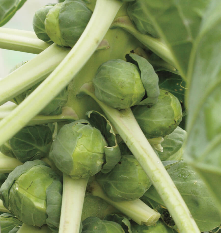 Brussels Sprouts