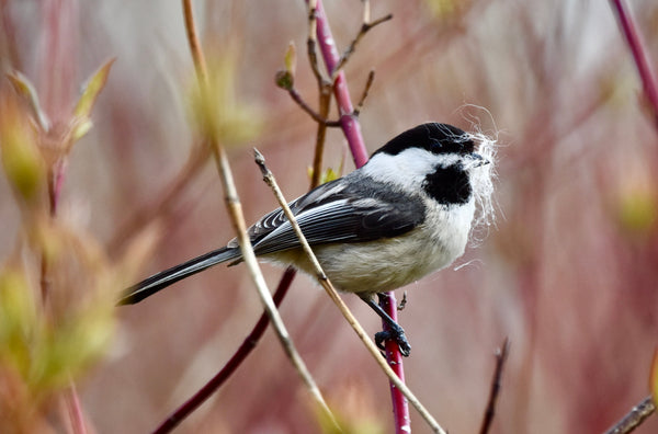 Planning Your Bird Friendly Garden