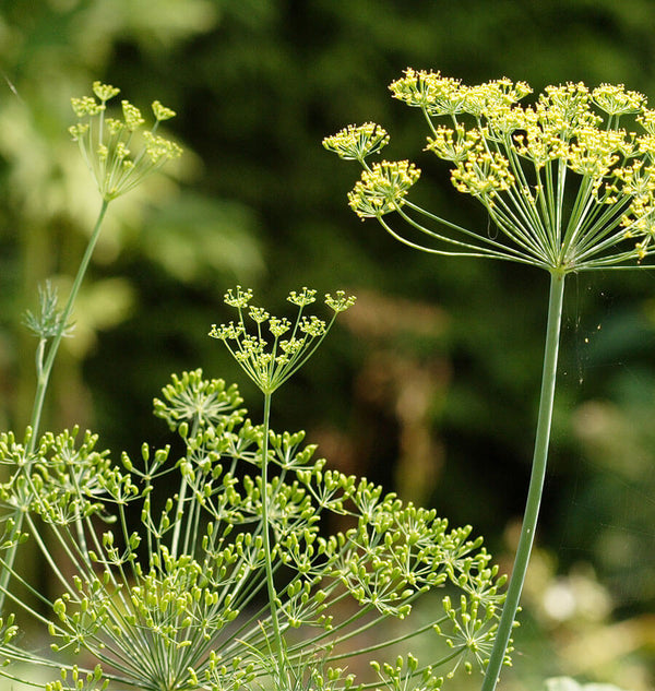 How to grow dill
