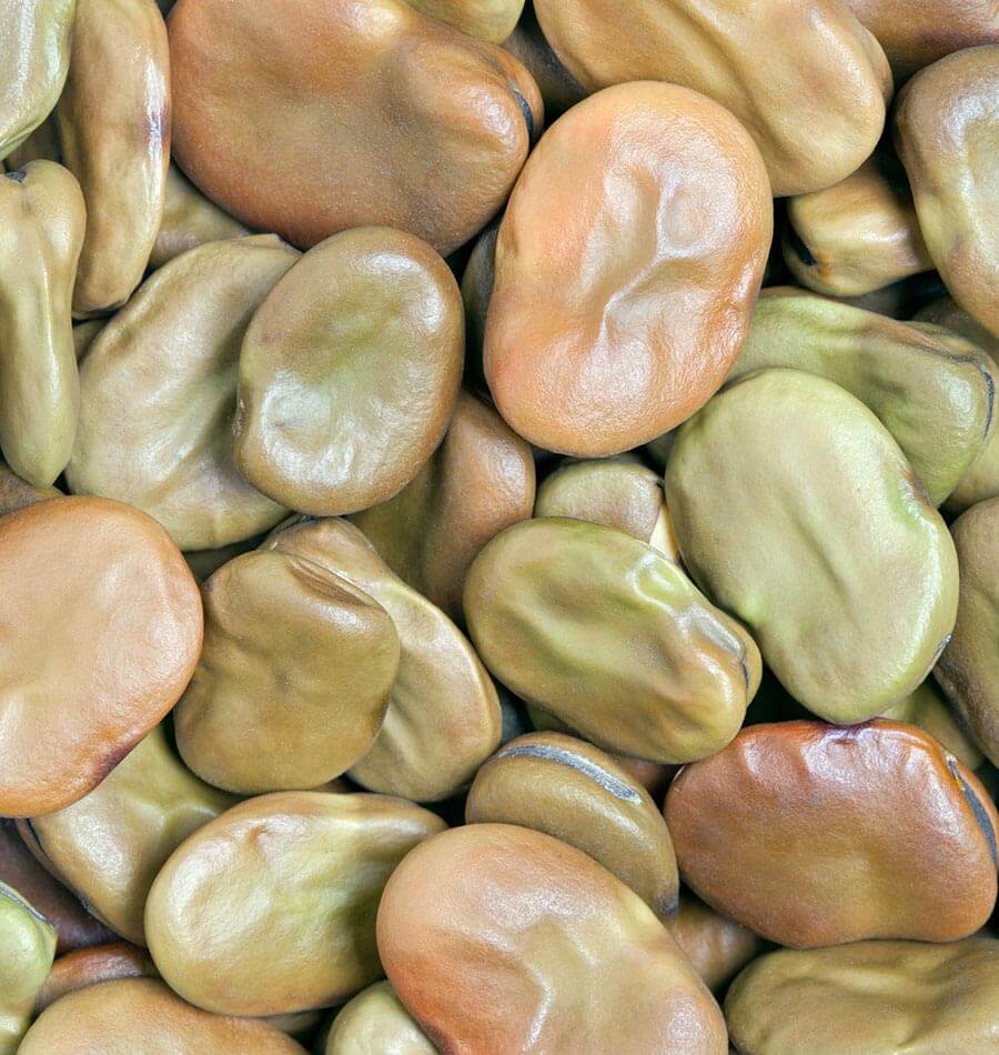 How to Grow Broad Beans West Coast Seeds