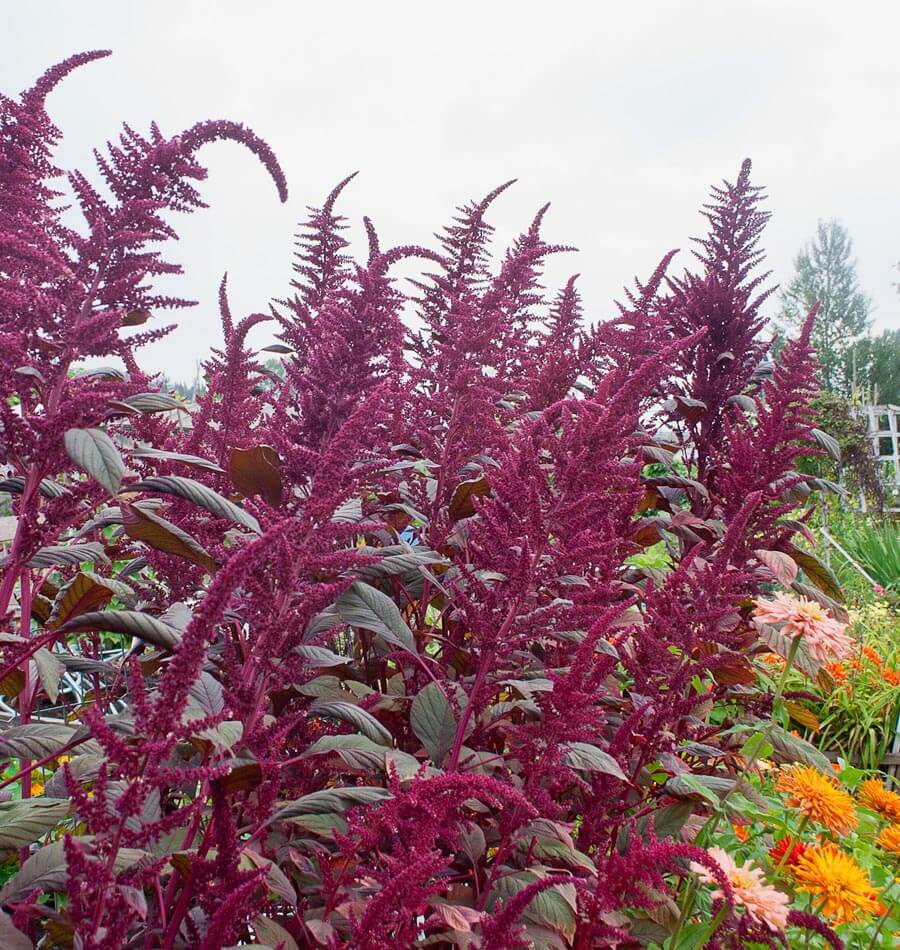 About Amaranth | How to Grow Amaranth  West Coast Seeds