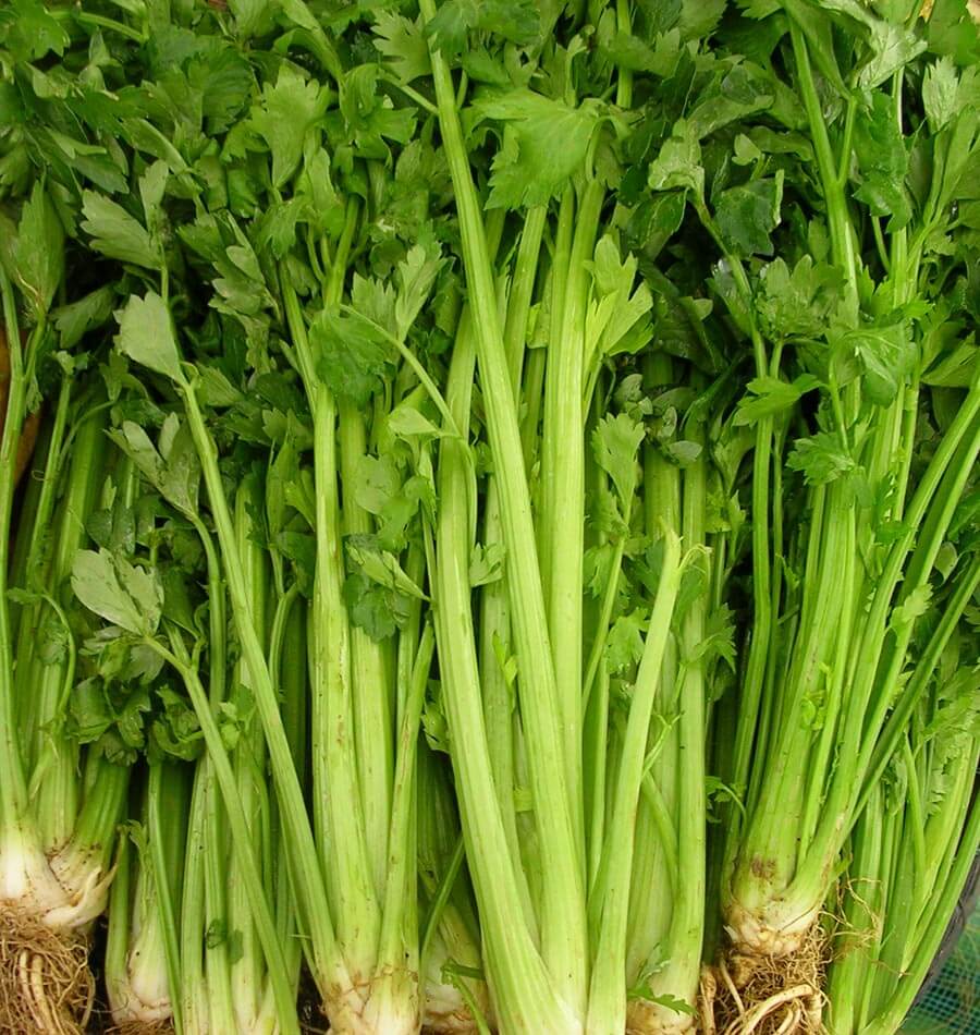 Celery