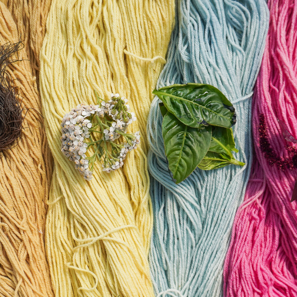 Growing Natural Dye Plants in Your Garden – West Coast Seeds