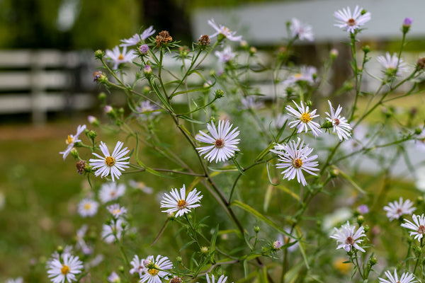 How to Grow Douglas Aster