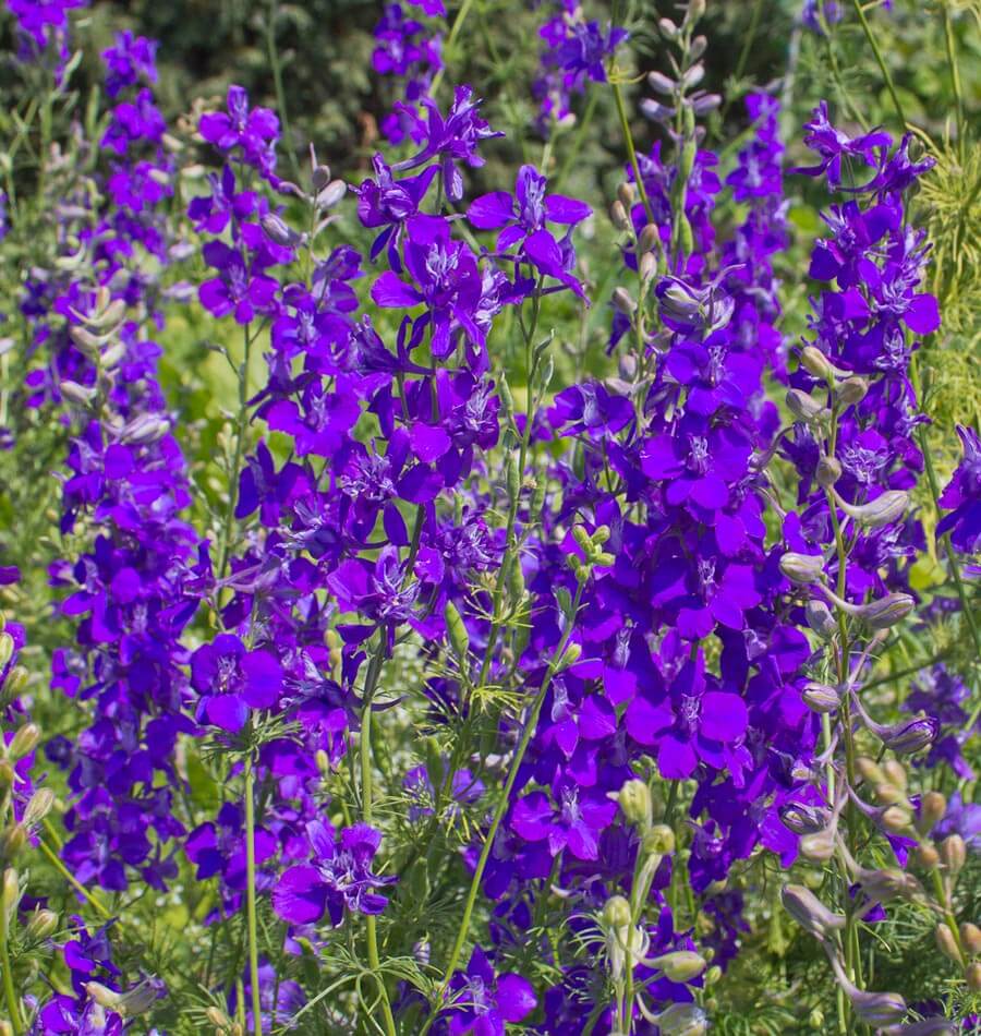How to Grow Delphiniums | Rocket Larkspur – West Coast Seeds