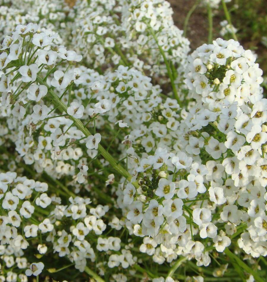 Alyssum