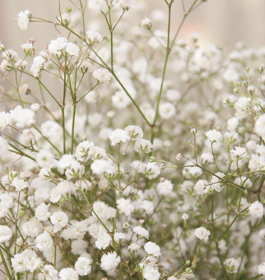 Gypsophila