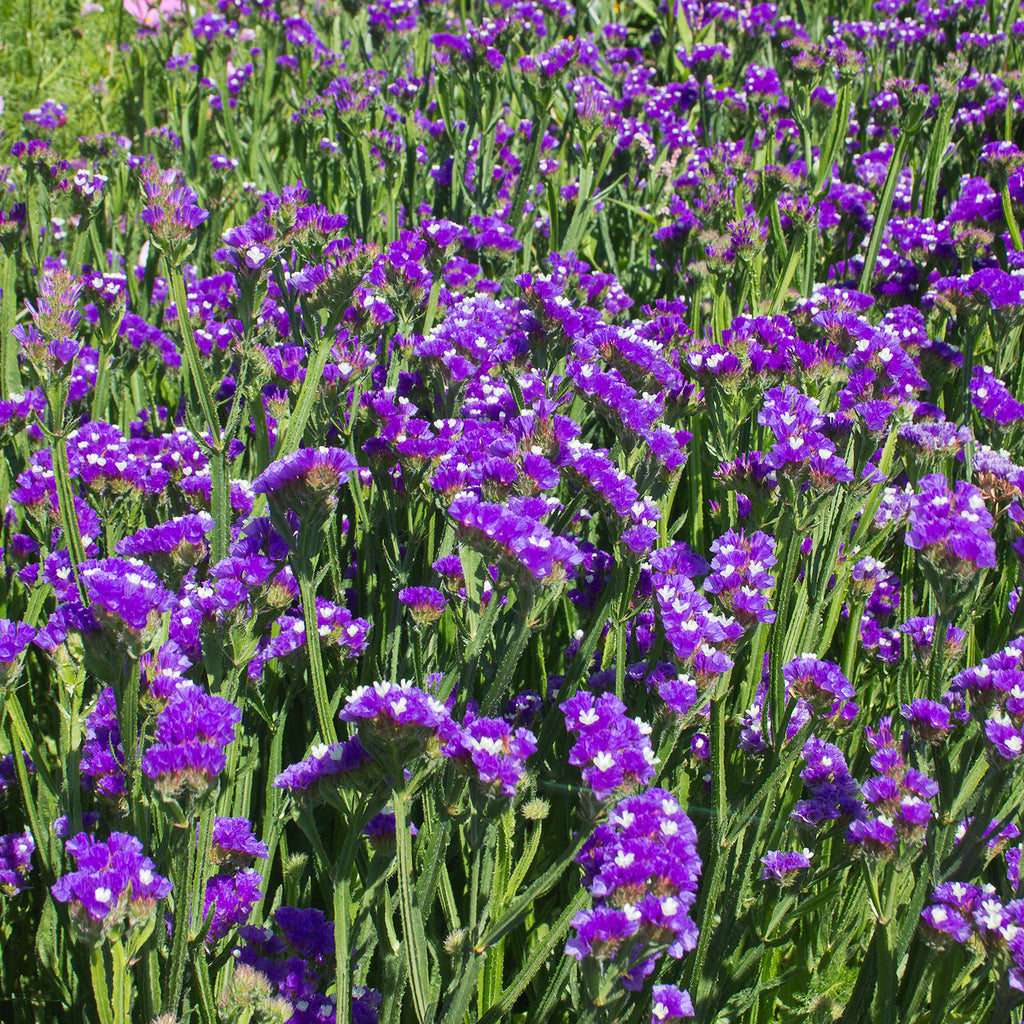 How to Grow Statice – West Coast Seeds