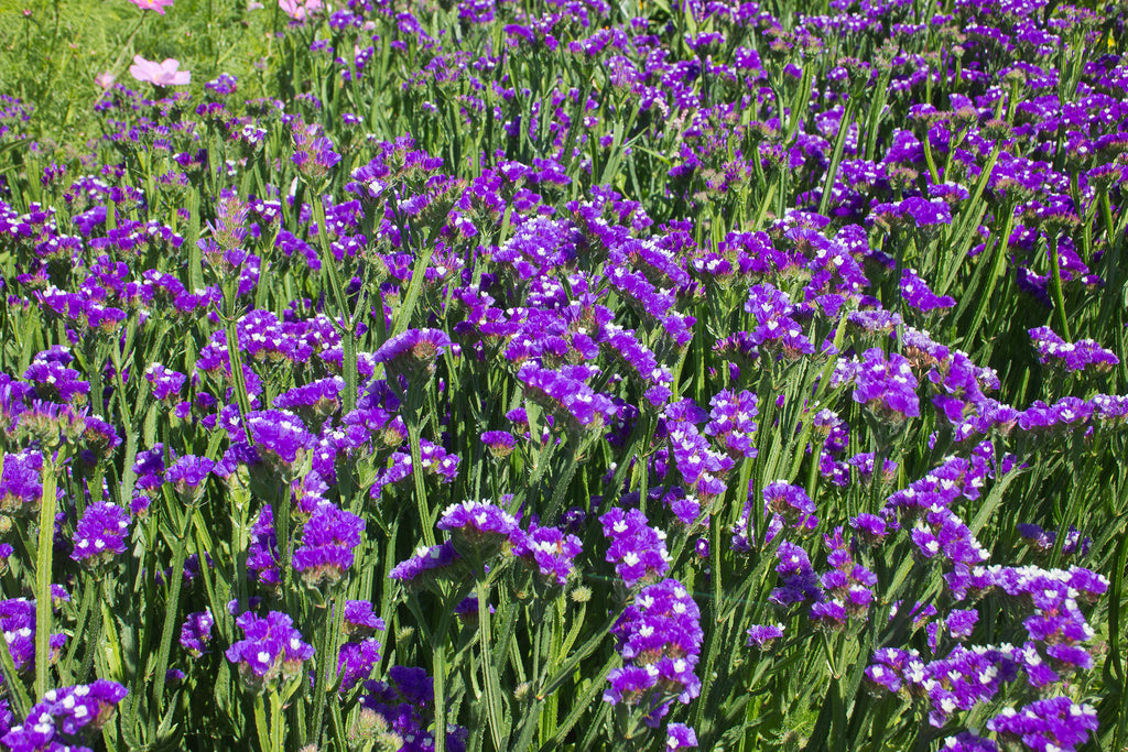 How To Grow German Statice at Koby Rawling blog