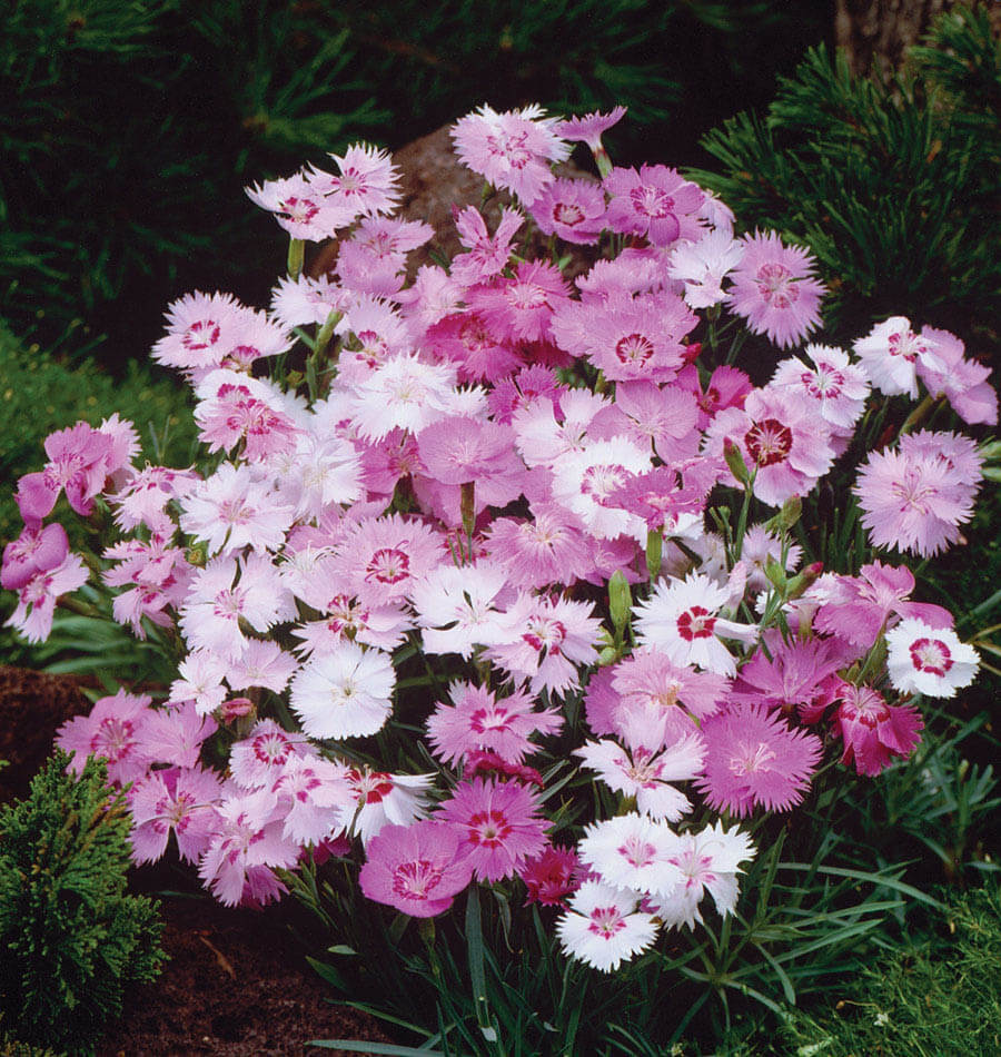 How to Grow Dianthus  West Coast Seeds