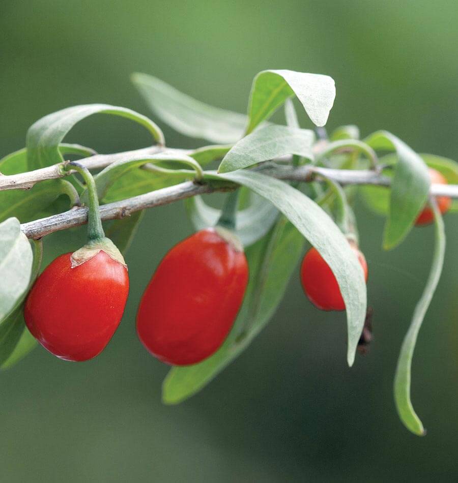 How to Grow Goji Berries | West Coast Seeds