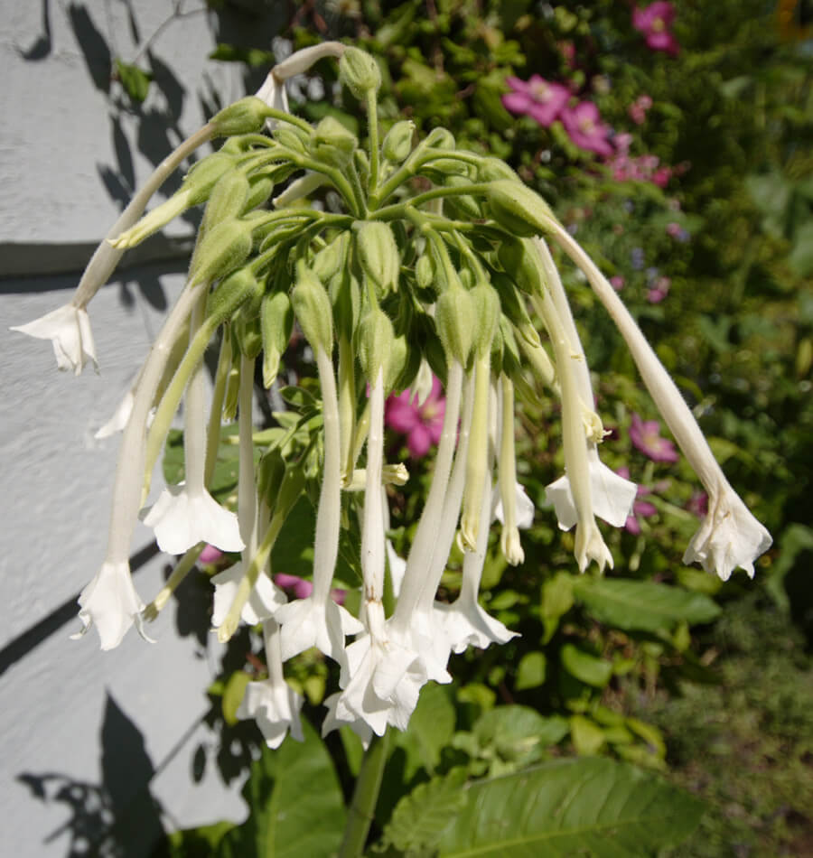 Nicotiana