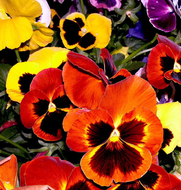 How to Grow Pansies and Violas