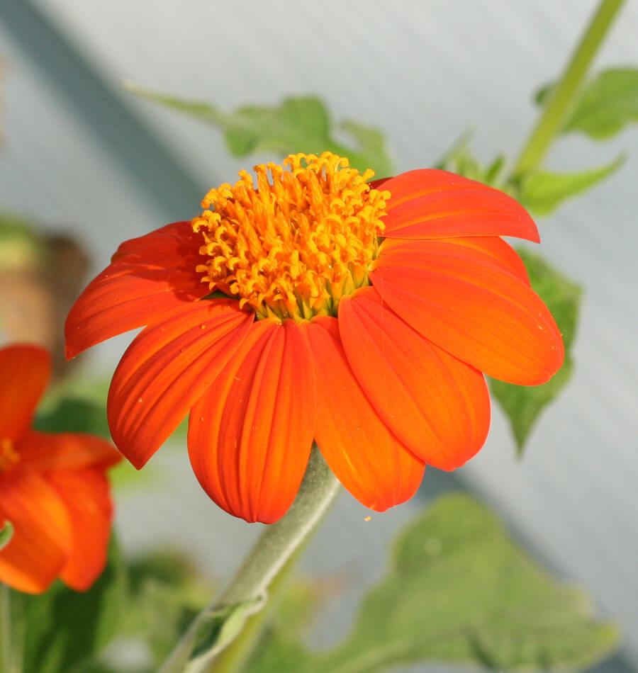 Tithonia