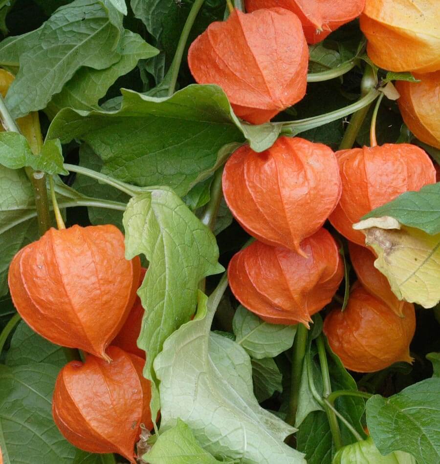 How to Grow Physalis | Chinese Lanterns  West Coast Seeds