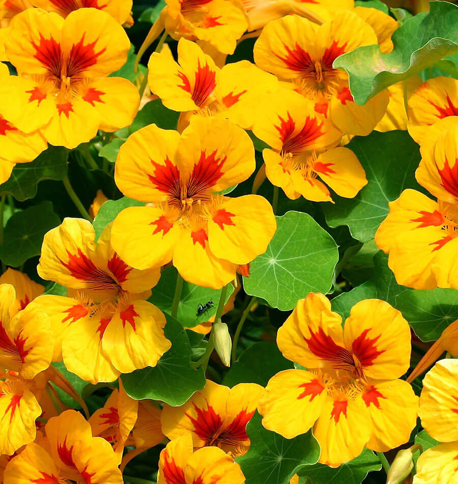 How to Grow Nasturtiums West Coast Seeds