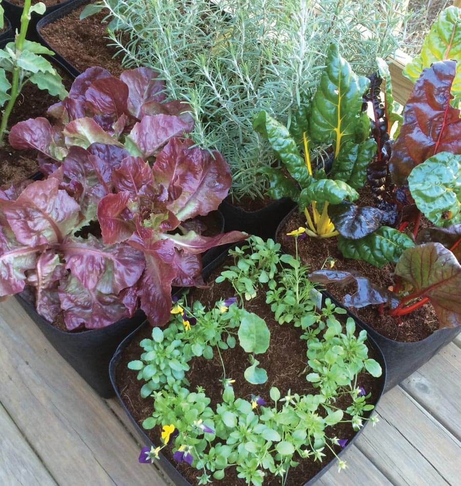 How to Grow Food in Containers – West Coast Seeds