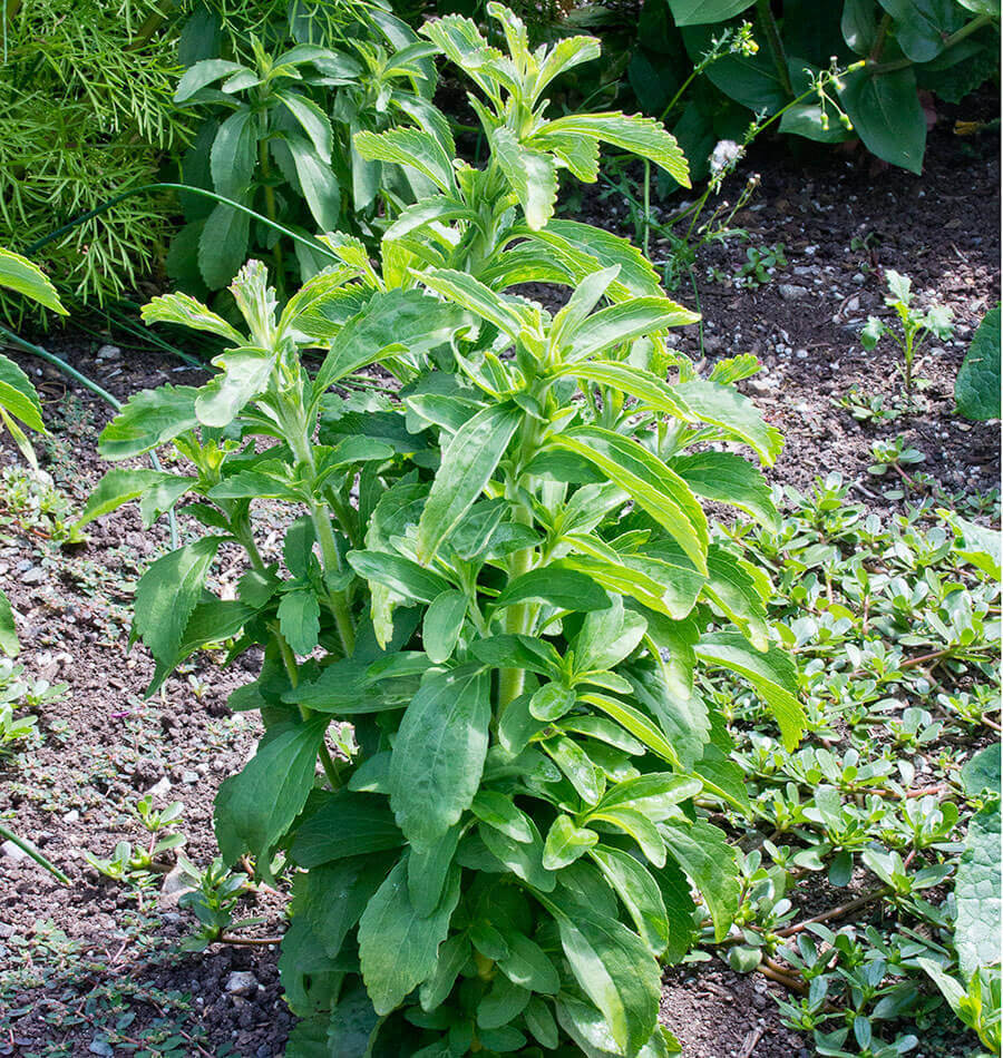 How to Grow Stevia from Seeds | Sweetleaf  West Coast Seeds