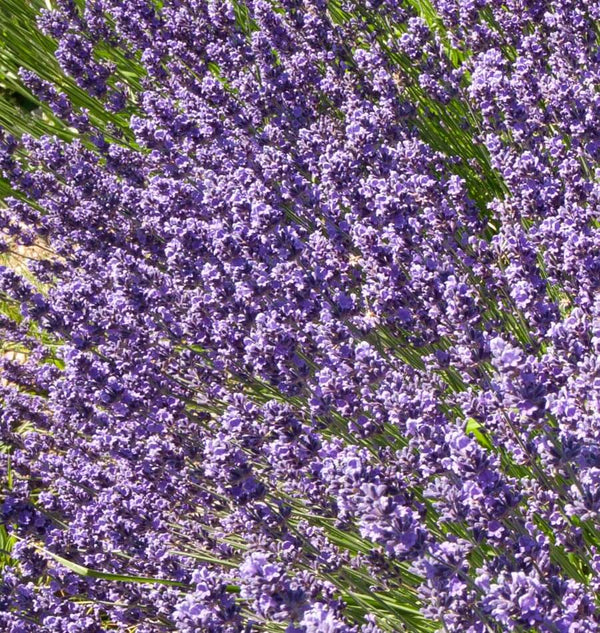 How to grow lavender