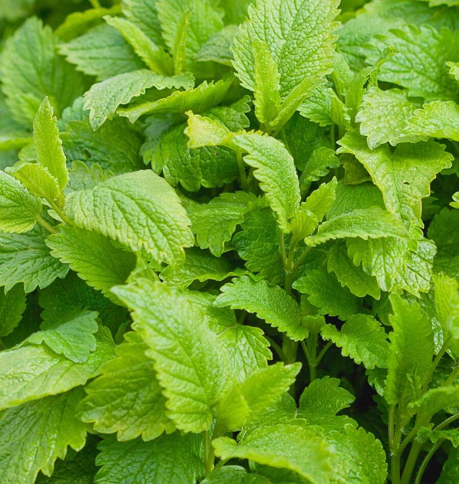Lemon Balm
