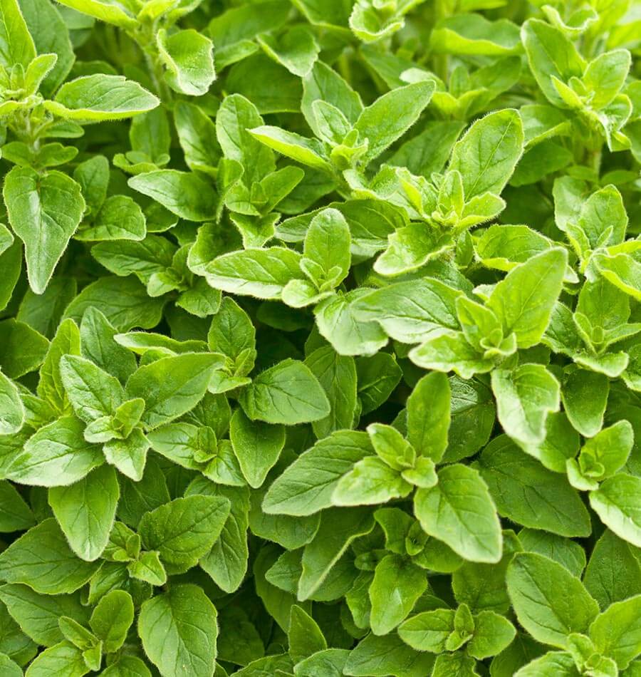 Oregano