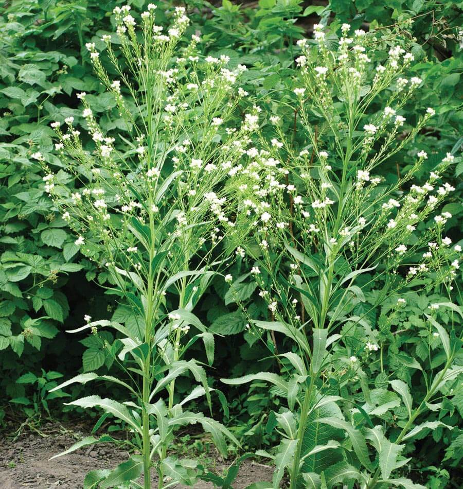 How to Grow Horseradish from Seed  West Coast Seeds