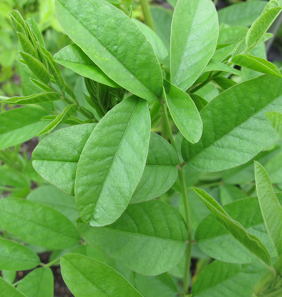 How to Grow Liquorice from Seeds  West Coast Seeds