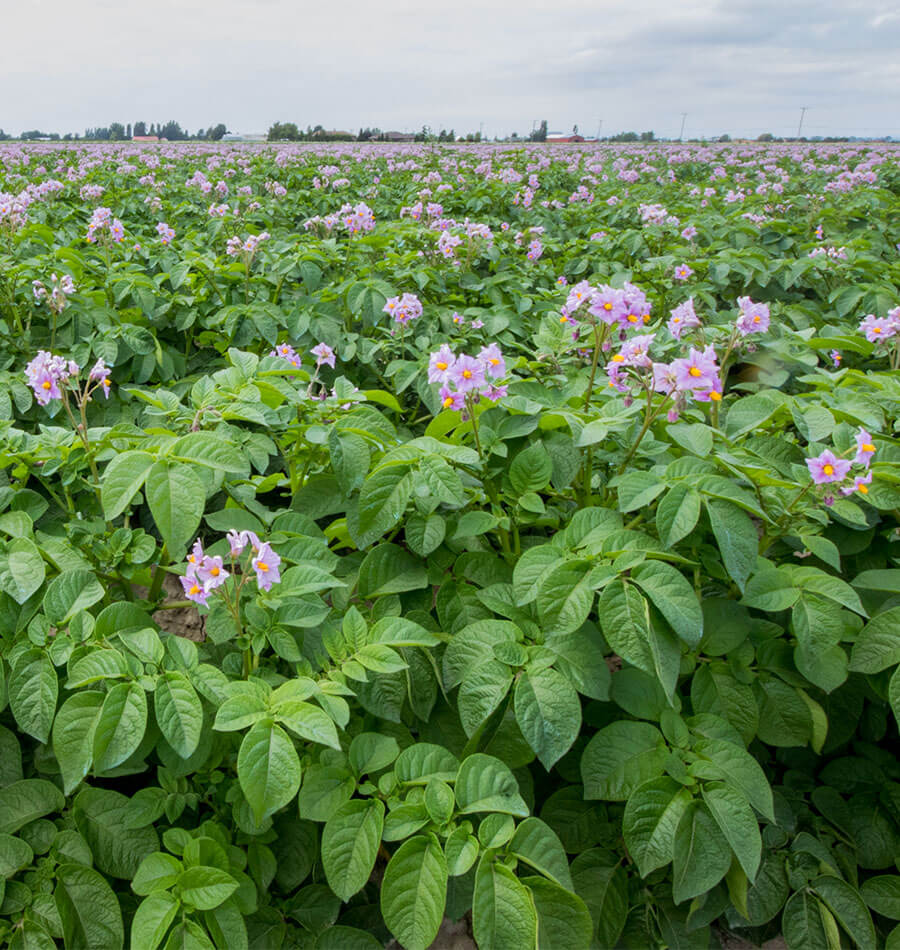Learn How and When to Harvest Potatoes  West Coast Seeds