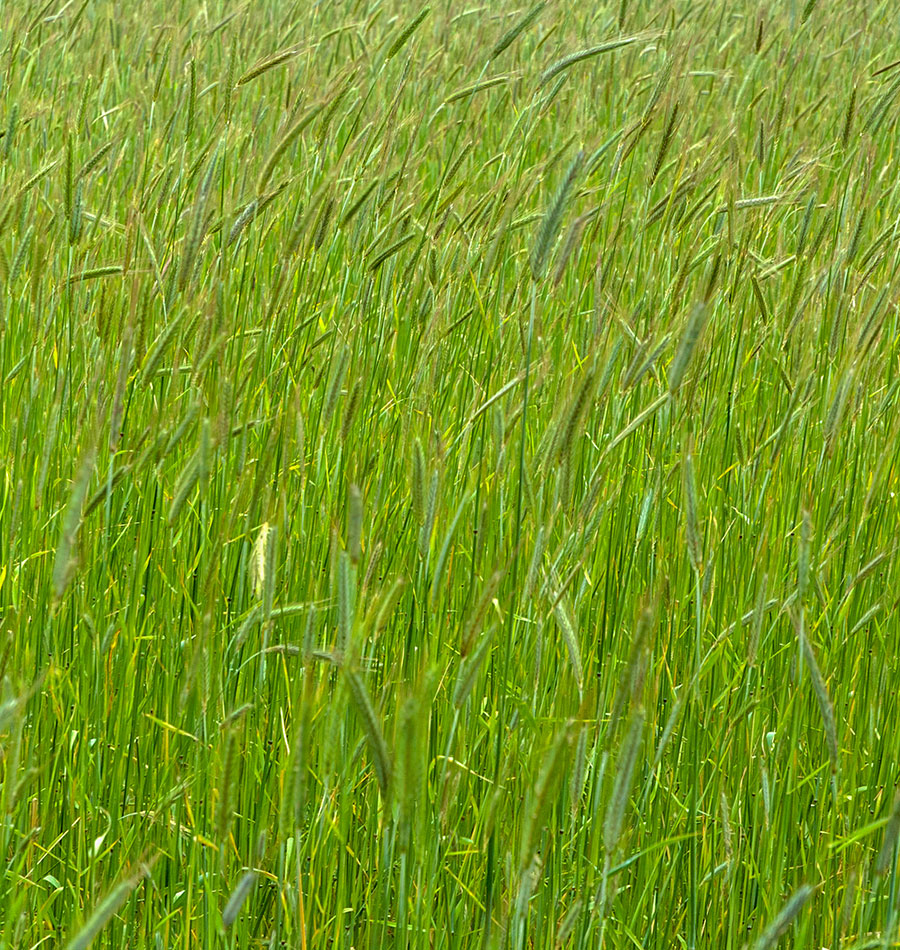 Ryebgrass All You Need To Know About Annual Ryegrass – YLEAV