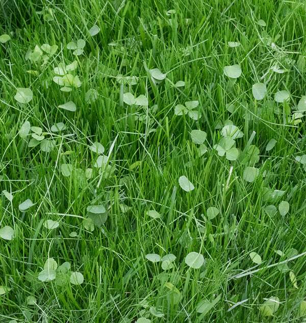 How to Grow Easy Care Envirolawn