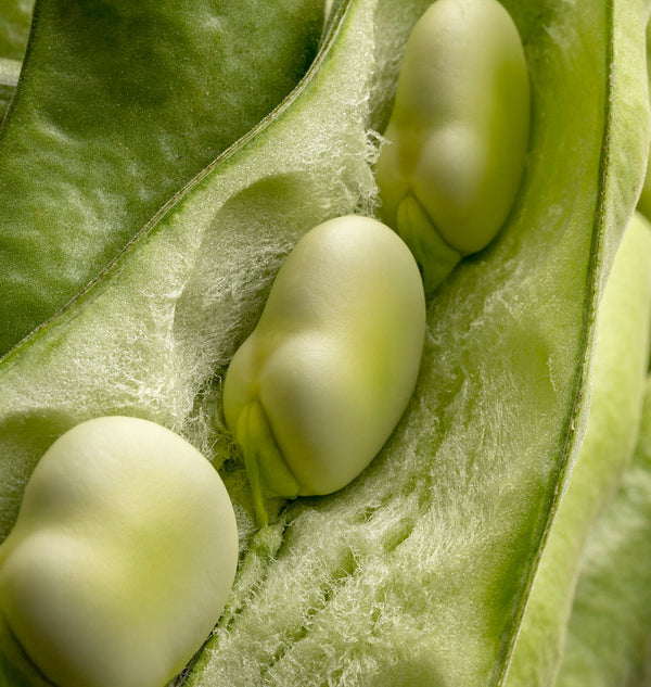 How to Grow Fava Beans