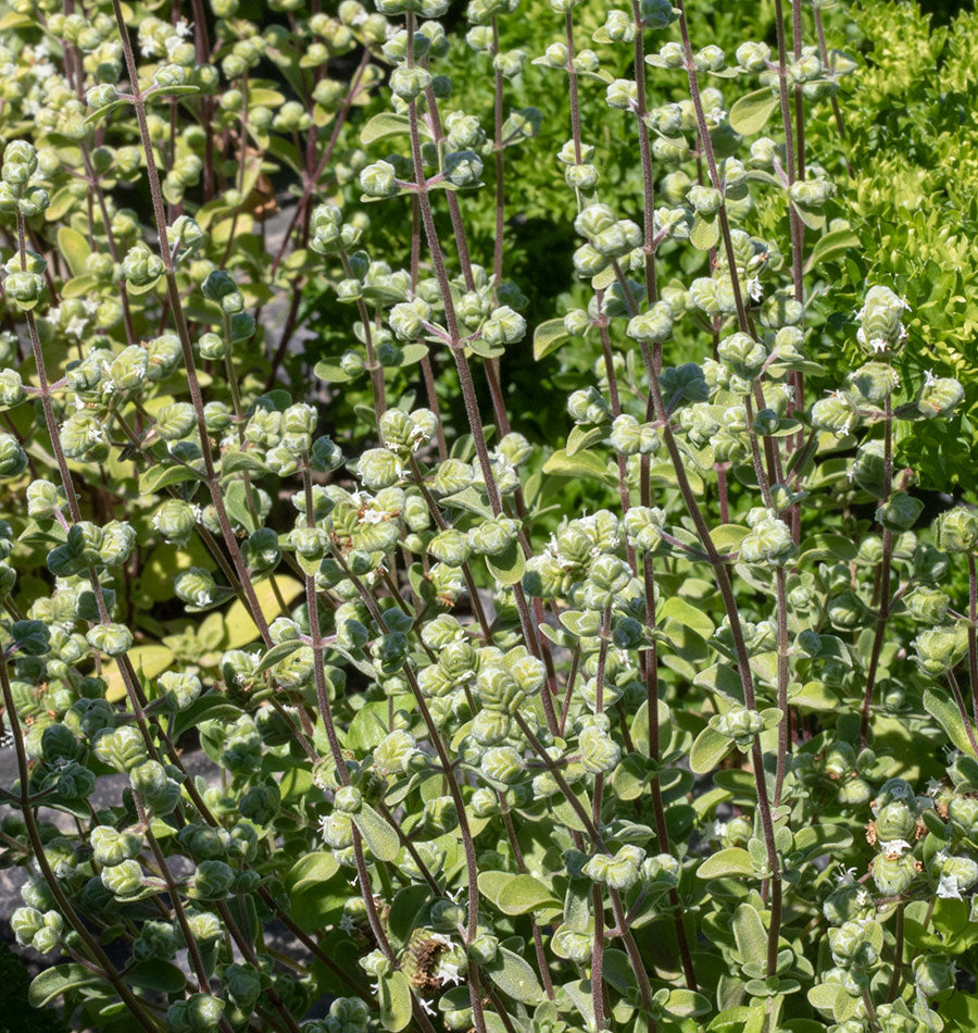 How to Grow Marjoram from Seeds West Coast Seeds