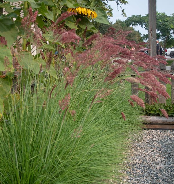 How to Grow Ruby Grass