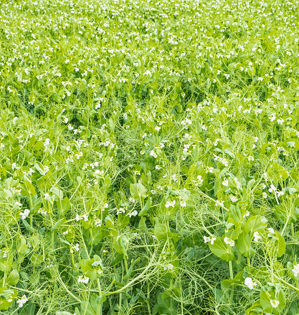 How to Grow Spring Field Peas