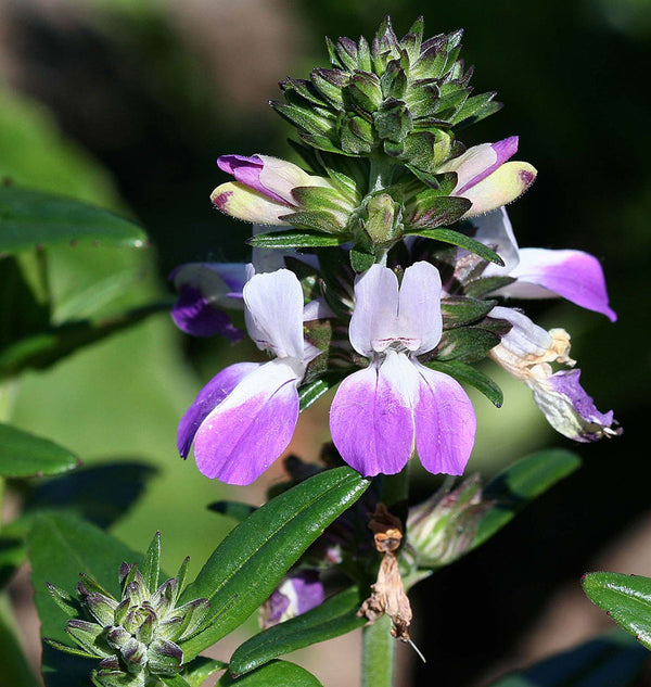 How to Grow Collinsia