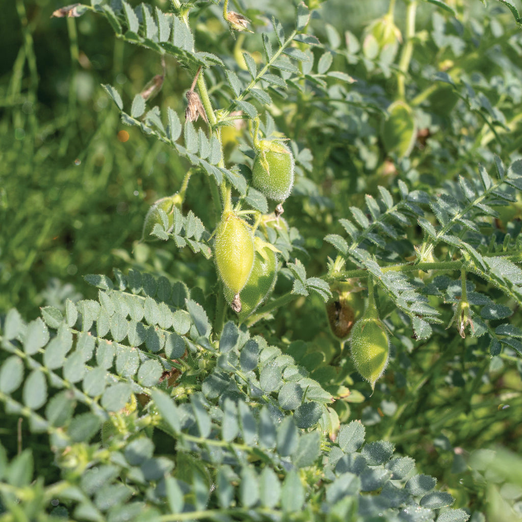 How to Grow Chickpeas  West Coast Seeds