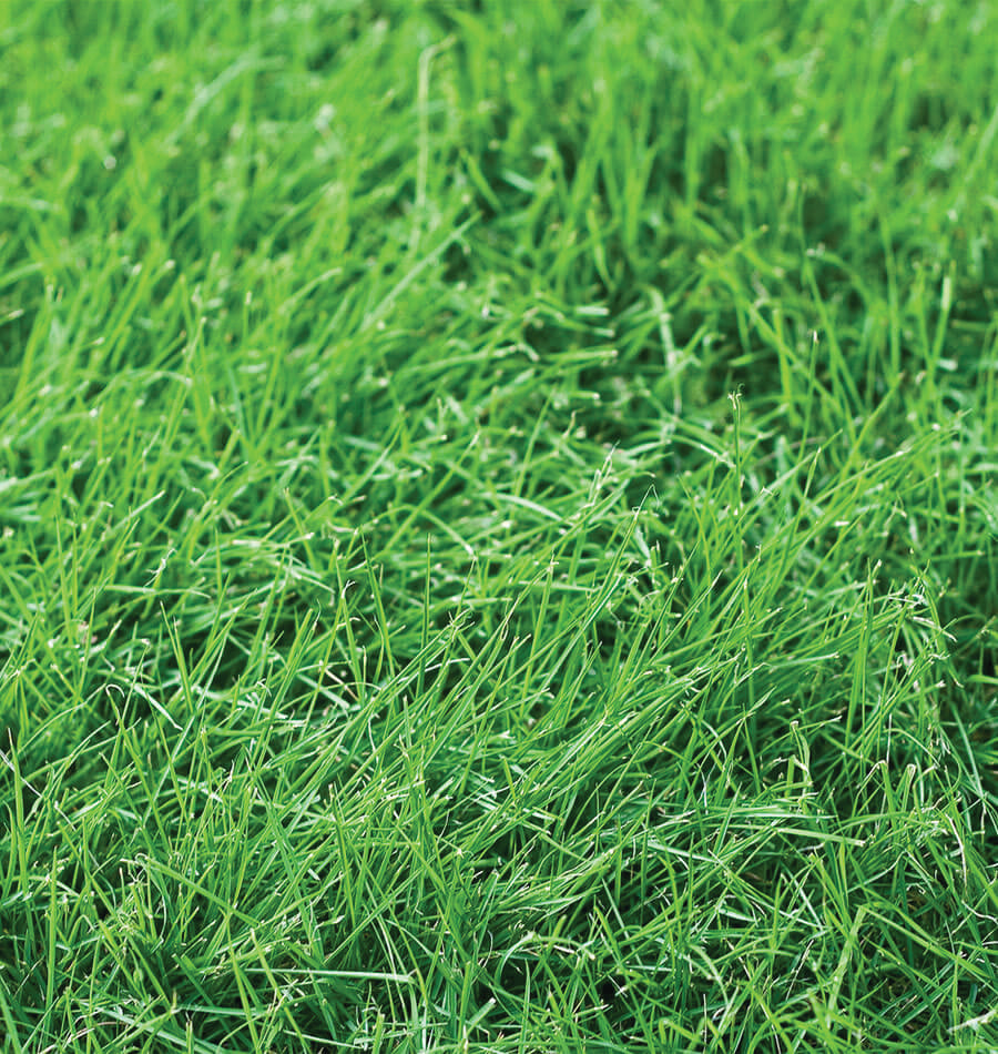 How to Grow Tall Fescue West Coast Seeds
